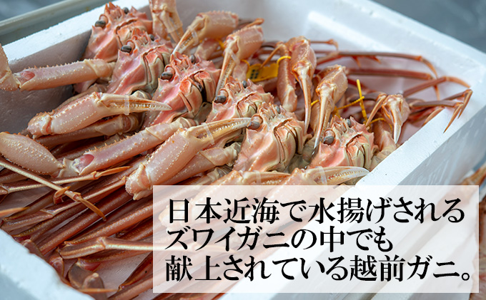 訳あり 茹で 越前ガニ 約1kg以上 2～3杯 年末配送 食通もうなる本場の味をぜひ、ご堪能ください 越前かに 蟹 カニ かに ボイルカニ ボイル蟹 ポーション ズワイガニ 海鮮 脚折れ 訳アリ 福井 福井県 若狭町