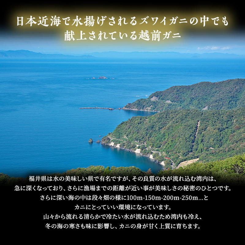 期間限定 茹で 越前ガニ 約700g以上 1杯 年内届け 茹でガニ 越前カニ 越前蟹 ズワイガニ ずわい蟹 カニ かに 蟹 ボイルカニ ボイル蟹 ポーション 魚介 魚介類 海鮮 限定 福井 福井県 若狭町