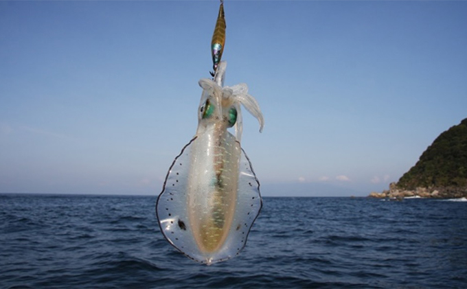 朝どれ アオリイカ 3～8杯 スミ抜き 冷凍 若狭湾産 朝どれ魚 イカ 烏賊 いか 冷凍イカ 海鮮 福井 福井県 若狭町