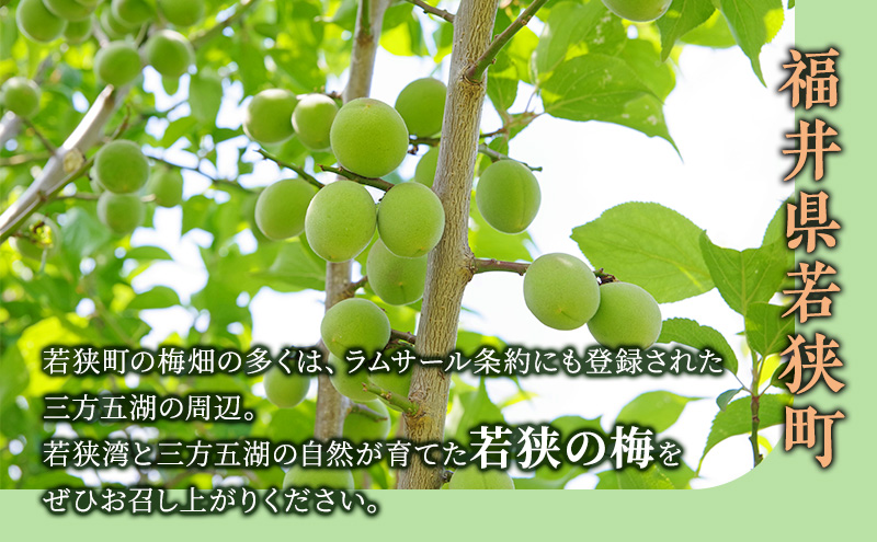 梅干し 650g 若狭のすっぱい梅干し 紅さし梅 紅映梅 梅 うめ ウメ 福井県 福井