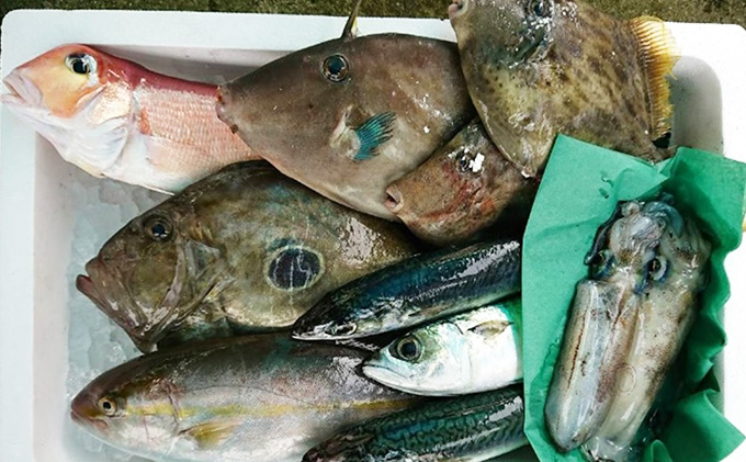 鮮魚セット 定期便 6ヶ月 若狭の恵み 鮮魚ボックス 種類はお任せ 魚 お魚 セット 詰め合わせ 魚介 魚介類 海鮮 海鮮セット 6回 半年 お楽しみ 福井 福井県 若狭町