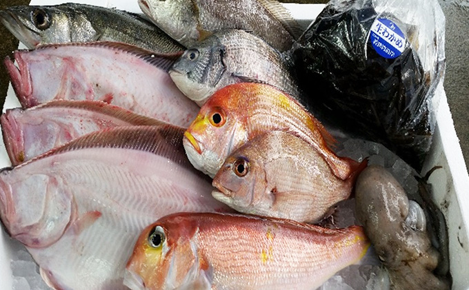 鮮魚セット 定期便 6ヶ月 若狭の恵み 鮮魚ボックス 種類はお任せ 魚 お魚 セット 詰め合わせ 魚介 魚介類 海鮮 海鮮セット 6回 半年 お楽しみ 福井 福井県 若狭町