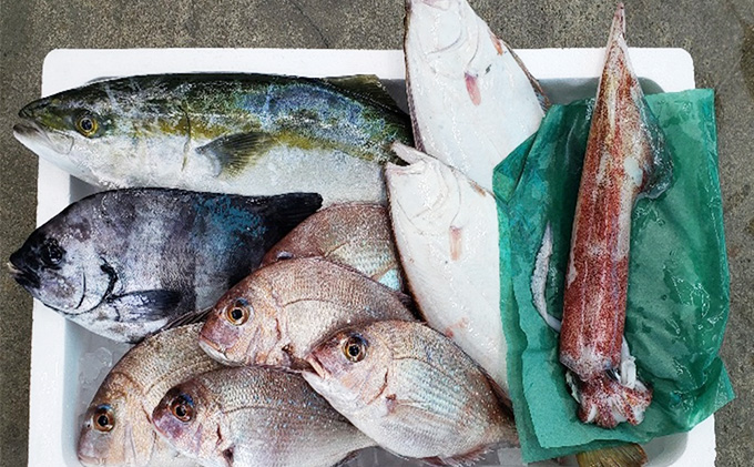 鮮魚セット 定期便 6ヶ月 若狭の恵み 鮮魚ボックス 種類はお任せ 魚 お魚 セット 詰め合わせ 魚介 魚介類 海鮮 海鮮セット 6回 半年 お楽しみ 福井 福井県 若狭町