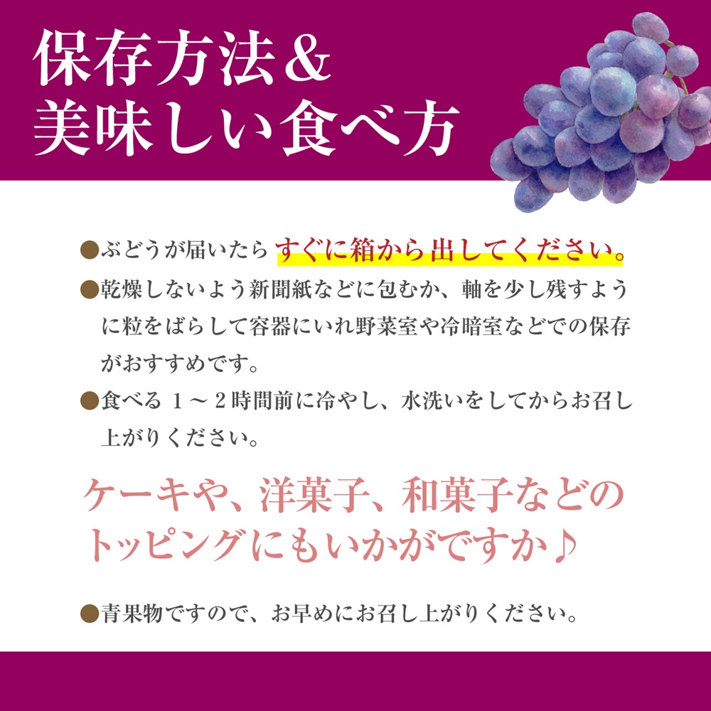 【2024年８月中旬から発送】朝採り！タネなし巨峰　2キロ箱　小沢農園[5839-1500]