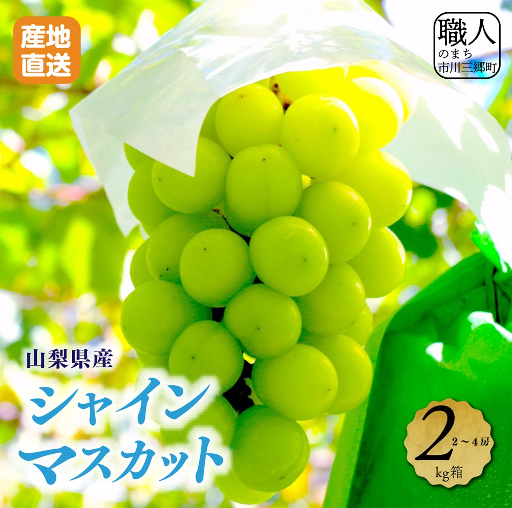 【先行予約】山梨県産シャインマスカット　2キロ箱 【2025年9月上旬から発送】 薬袋農園[5839-1001]