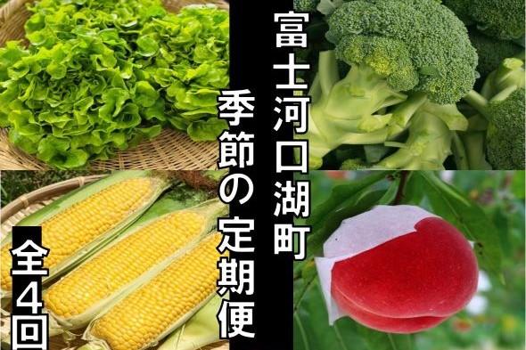 2024年5~9月全4回】富士河口湖町から季節の定期便（レタス