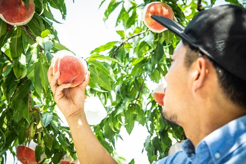 【先行受付／2022年発送】 山梨県産  完熟桃　白桃系　約2kg（4～8玉）