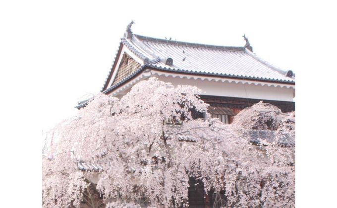 上田城の桜染め　上田紬ストール染物 絹100％ ピンク 桜色