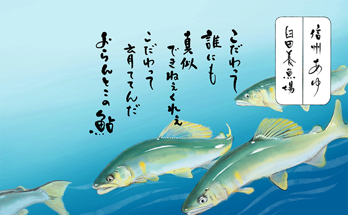  2024年9月発送 生産者直送！「信州あゆ 子持ち 」冷凍8尾入 長野 上田市