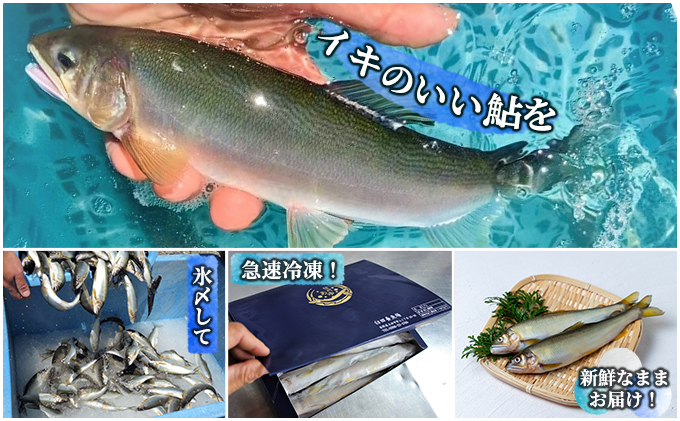  2024年9月発送 生産者直送！「信州あゆ 子持ち 」冷凍8尾入 長野 上田市