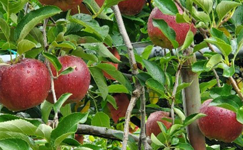 りんご 信州上田産 秋映 家庭用 約10kg 24～32個 林檎 リンゴ 10kg 果物 くだもの フルーツ デザート 旬の果物 旬のフルーツ 傷 長野県 長野
