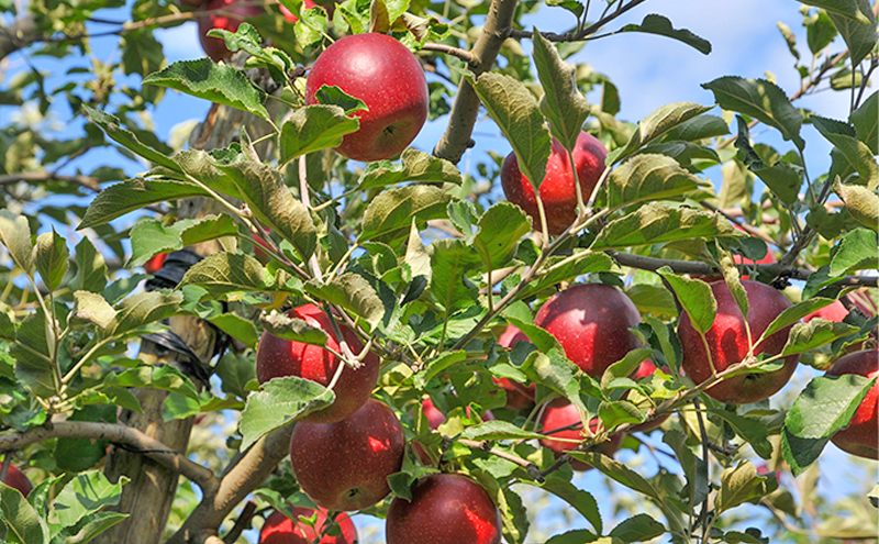 【四季のジャム】りんご紅玉 4個セット