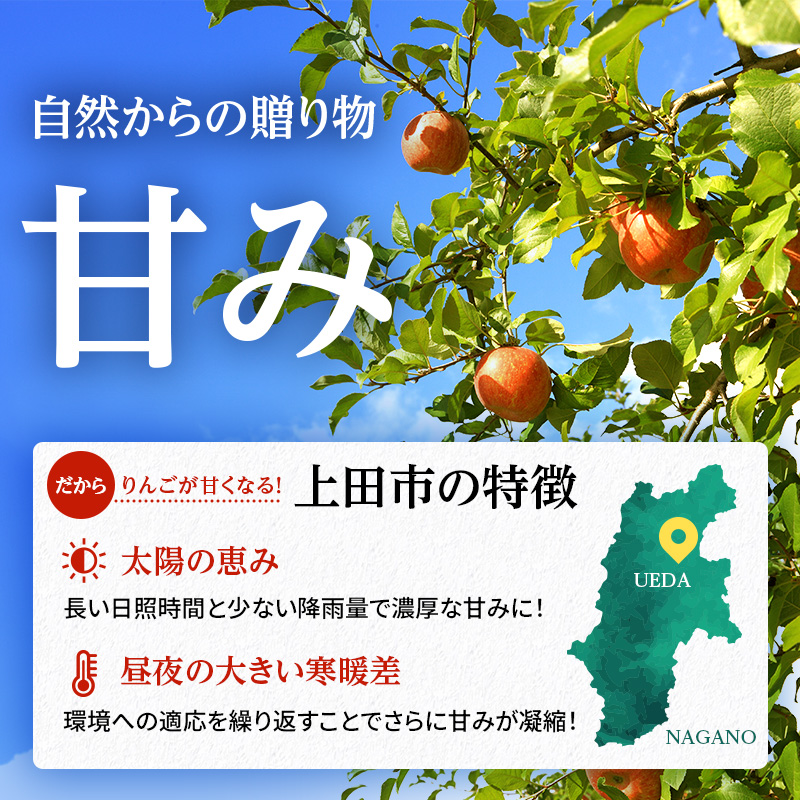 りんご 信州上田産 サンふじ 家庭用 約3kg 8～9個 林檎 リンゴ 3kg サンフジ 果物 くだもの フルーツ デザート 旬の果物 旬のフルーツ 傷 長野県 長野