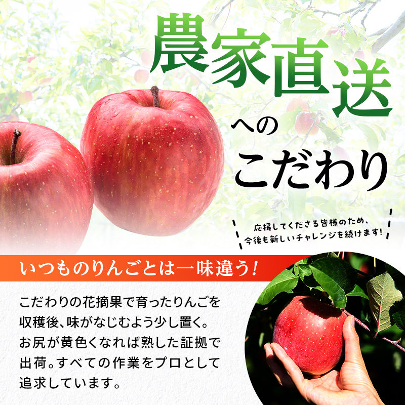 りんご 信州上田産 サンふじ 家庭用 約3kg 8～9個 林檎 リンゴ 3kg サンフジ 果物 くだもの フルーツ デザート 旬の果物 旬のフルーツ 傷 長野県 長野