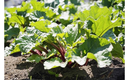 【長野県信濃町ふるさと納税】ぶんぶく亭「RedStoneRhubarb ルバーブジュース」 1L×2本セット