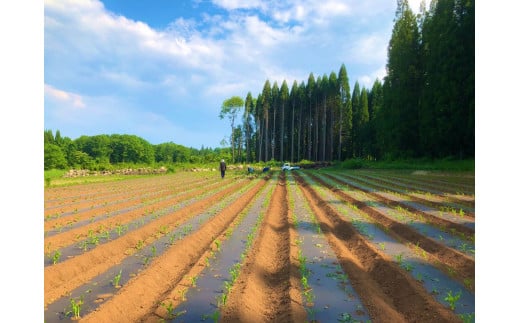 【9月上旬～9月下旬出荷】小林農園の白くて甘いとうもろこし『味甘ちゃんホワイト（みかんちゃんほわいと）』約9kg入り（18～20本セット）／スイートコーン注目品種を予約受付中！ 【長野県信濃町ふるさと納税】