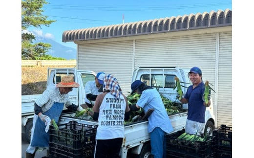 信濃町名産とうもろこし『落影農場の恵味（めぐみ） 20本セット』／スイートコーンの人気品種を早期予約限定で受付中！ 【2025年夏のご予約受付開始！】 令和7年7月下旬〜出荷予定 2025年夏出荷分 先行予約【長野県信濃町ふるさと納税】