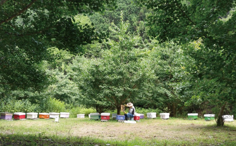 合計600g 天然蜂蜜 国産蜂蜜 非加熱 生はちみつ 岐阜県 美濃市産 初夏 (蜂蜜600g入りガラス瓶1本)B5