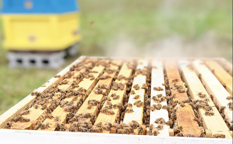 合計1200g 天然蜂蜜 国産蜂蜜 非加熱 生はちみつ 岐阜県 美濃市産 初夏  (蜂蜜600g入りガラス瓶2本セット)B6