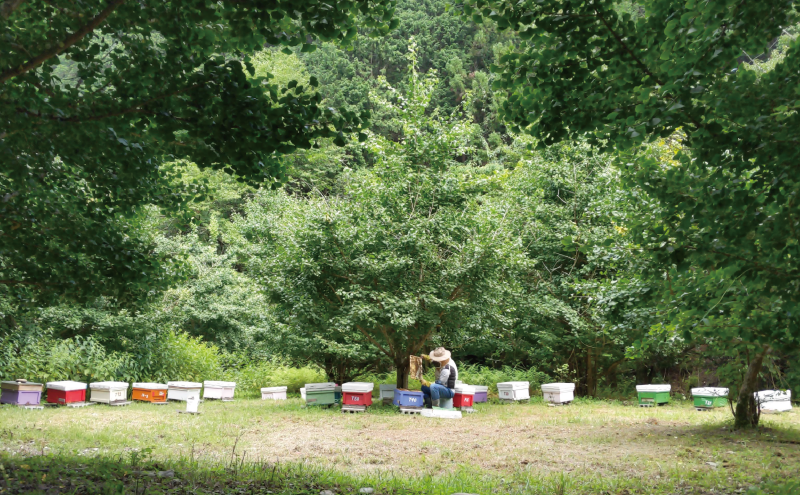 150g 天然蜂蜜 国産蜂蜜 非加熱 生はちみつ 岐阜県 美濃市産 5月採蜜 (蜂蜜150g入りガラス瓶1本) Honey Fukada Bee Farm-S1