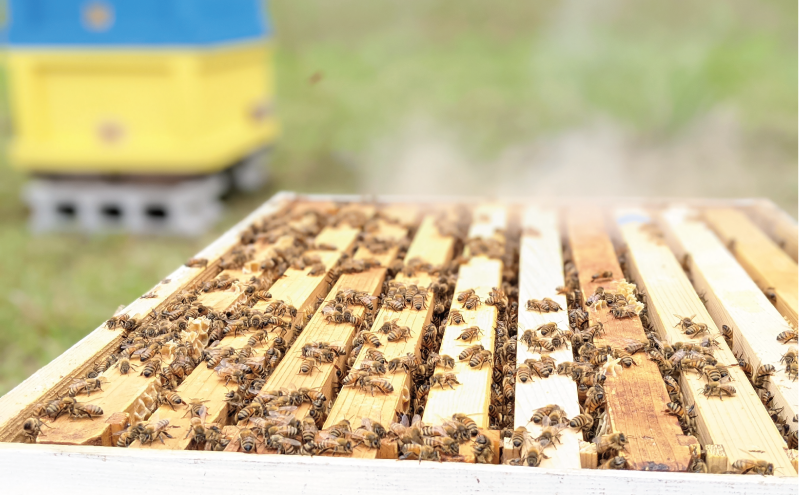 合計1800g 天然蜂蜜 国産蜂蜜 非加熱 生はちみつ 岐阜県 美濃市産 初夏 (蜂蜜300g入りピタッとボトル6本セット) B17