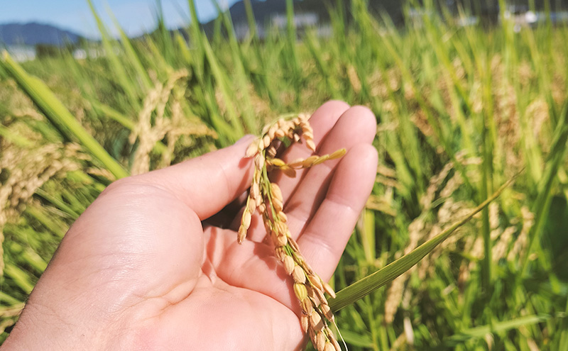 令和6年産 低農薬 清流育ち はつしも 精米 5kg×1袋 新米 お米 精白米 白米 米 ごはん 米 ご飯 ハツシモ あっさり ふっくら ブランド米 大粒 幻の米 お取り寄せ 自家用 贈答用 贈り物 御礼 産地直送 送料無料 美濃グリーン 岐阜県 美濃市