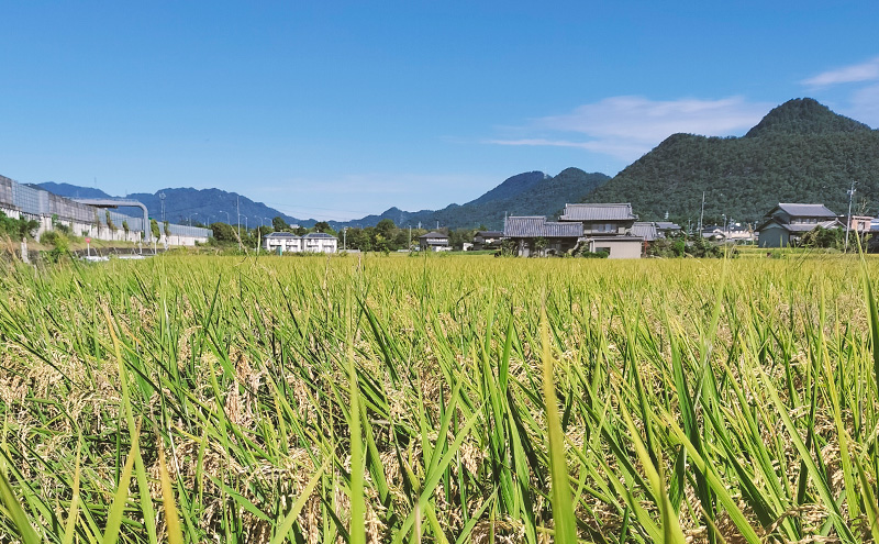 令和6年産 低農薬 清流育ち はつしも 精米 10kg×2袋 計20kg 新米 お米 精白米 白米 米 ごはん 米 ご飯 ハツシモ あっさり ブランド米 大粒 幻の米 お取り寄せ 自家用 贈答用 贈り物 御礼 産地直送 送料無料 美濃グリーン 岐阜県 美濃市