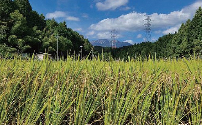 令和5年産 関ケ原町中挾地区限定米 コシヒカリ 精米 3kg 白米