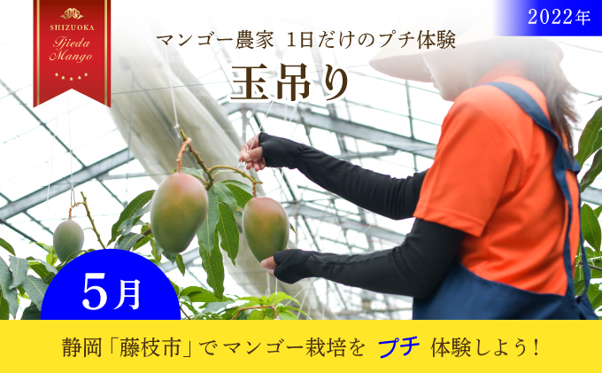 限定20組【2022年5月】静岡「藤枝市」マンゴー栽培　1日だけのプチ体験チケット