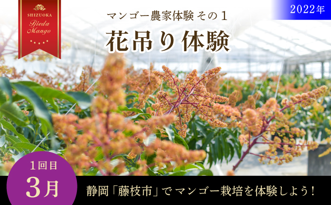 限定10組【2022年3月～7月】静岡県「藤枝市」マンゴー農家体験（全4回）チケット