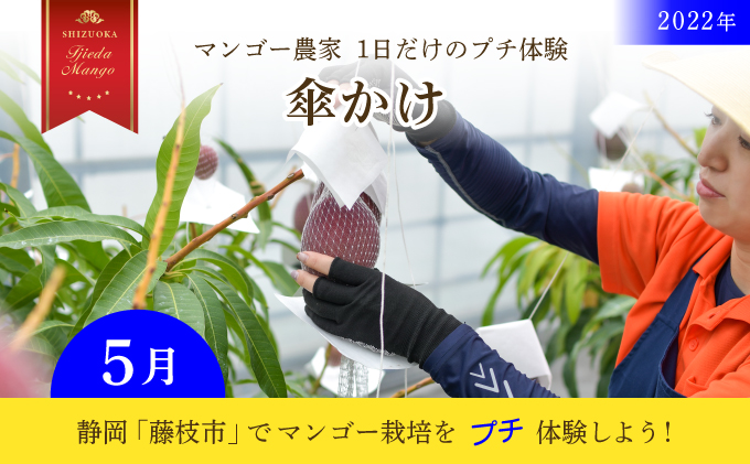 限定20組【2022年5月】静岡「藤枝市」マンゴー栽培　1日だけのプチ体験チケット
