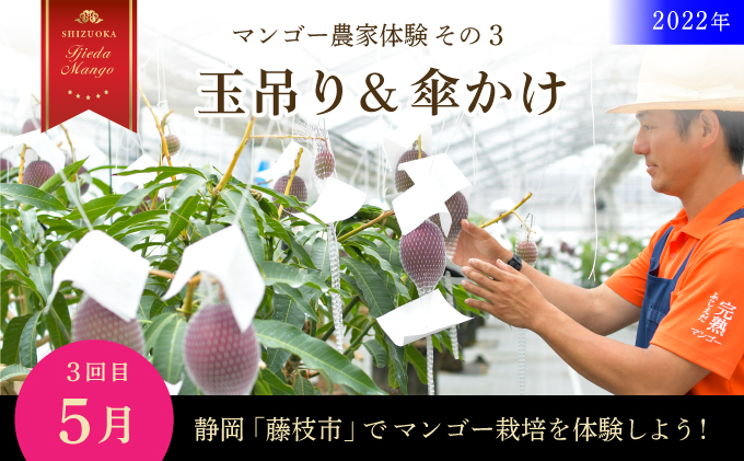 限定10組【2022年3月～7月】静岡県「藤枝市」マンゴー農家体験（全4回）チケット