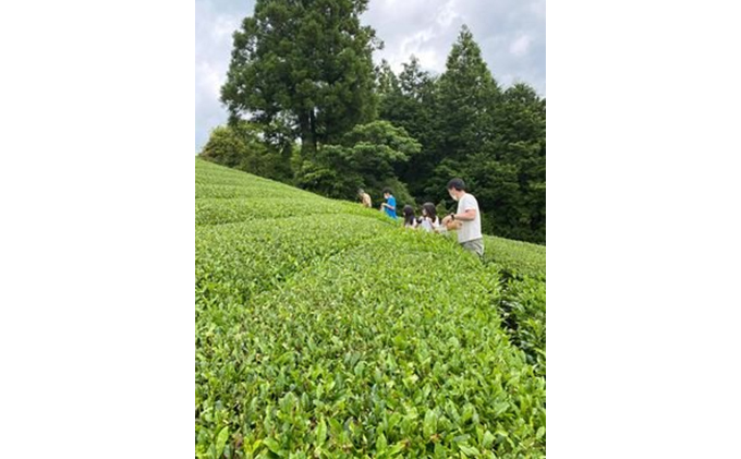 一棟貸し農家民宿 椿邸1泊（4人まで）と有機茶農家が案内する茶畑ツアー1時間