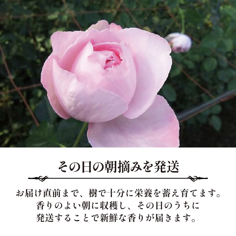 【9ヶ月定期便】 バラ 花束 ブーケ 朝摘み 3種類 薔薇 花 ばら パフューム ローズ 生花 ギフト プレゼント 祝い 定期便 母の日 卒業式 贈り物 贈答 記念日 香り 静岡県 藤枝市