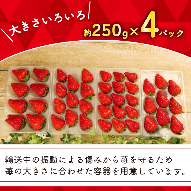 【先行予約 : 2025年3月～2025年5月発送予定 】 いちご きらぴ香 約1kg 約250g×4パック 朝どれ 完熟 苺 産地 直送 フレッシュ イチゴ 贈答 フルーツ 果物 国産 静岡県 藤枝市 ふるさと人気