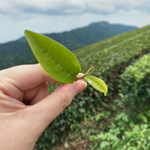 ハローキティ 緑茶 ティーバッグ 4袋 マグネット 付き 有機 お茶 茶 キティちゃん ギフト 贈答 静岡 藤枝市 飲み比べ セット