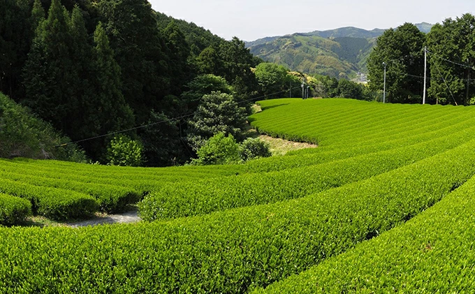 【先行予約 2025年5月25日以降順次発送予定】 2025年度産 新茶 茶葉 100g × 4袋 オーガニック 有機 静岡県産 日本茶 お茶 化学肥料 不使用 静岡県 藤枝市