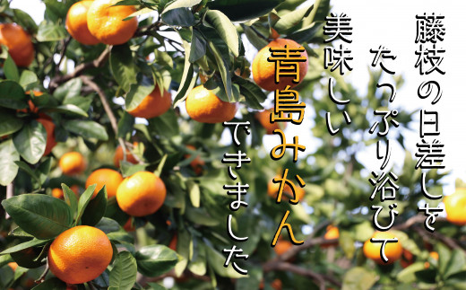 青島 みかん 5kg 　配送期間：2023年1月10日頃〜2023年2月下旬頃