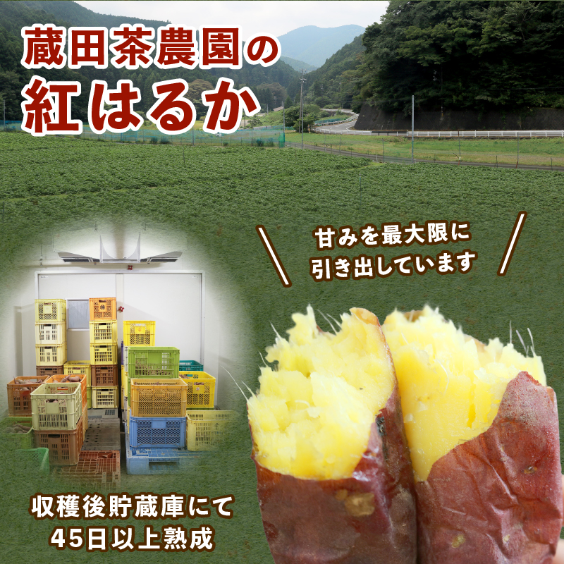 【 先行予約 : 2024年12月～順次発送 】 訳あり さつまいも 5kg 紅はるか 熟成 蔵出し 芋 いも 野菜 焼き芋 おいも 食品 食べ物 国産 静岡 藤枝