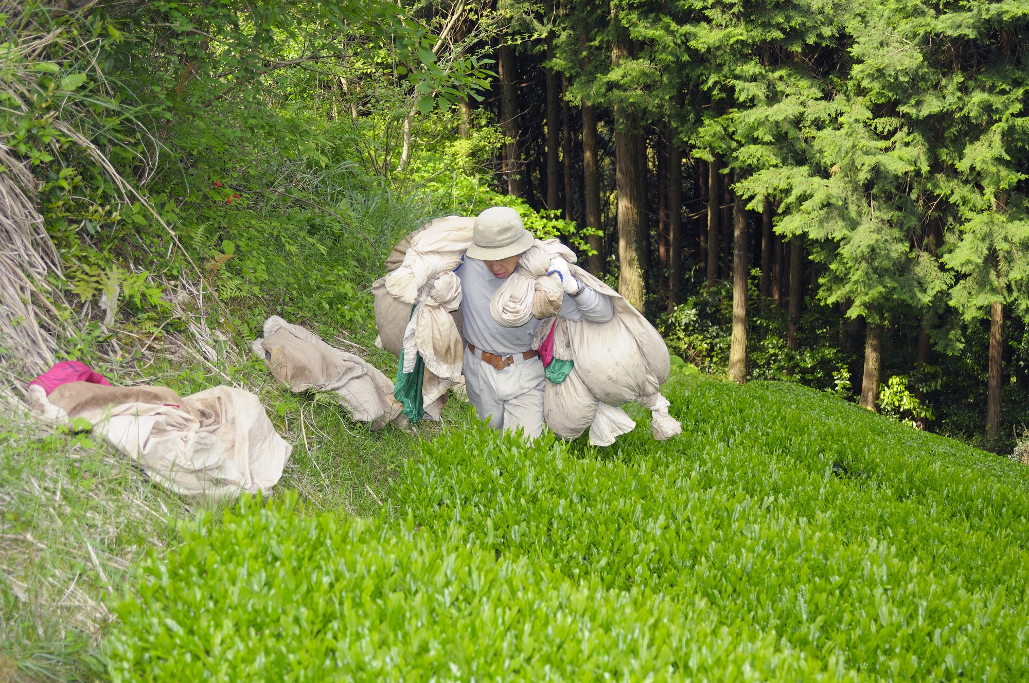 煎茶 ティーバッグ 30包 3袋 セット 有機農家 静岡県産 日本茶 お茶 静岡県 藤枝市