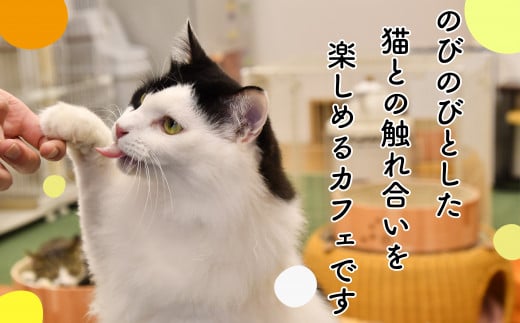 猫カフェいろり　ご利用優待券（1時間分）×5枚セット