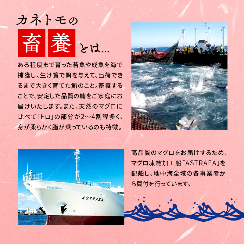 【オンライン決済限定】 【2024年12月配送】 訳あり 大とろ 本まぐろ 約300g 年内配送 不定型柵 本鮪 まぐろ 大トロ とろ 解凍 鮪 漬け マグロ ユッケ 海鮮 本マグロ