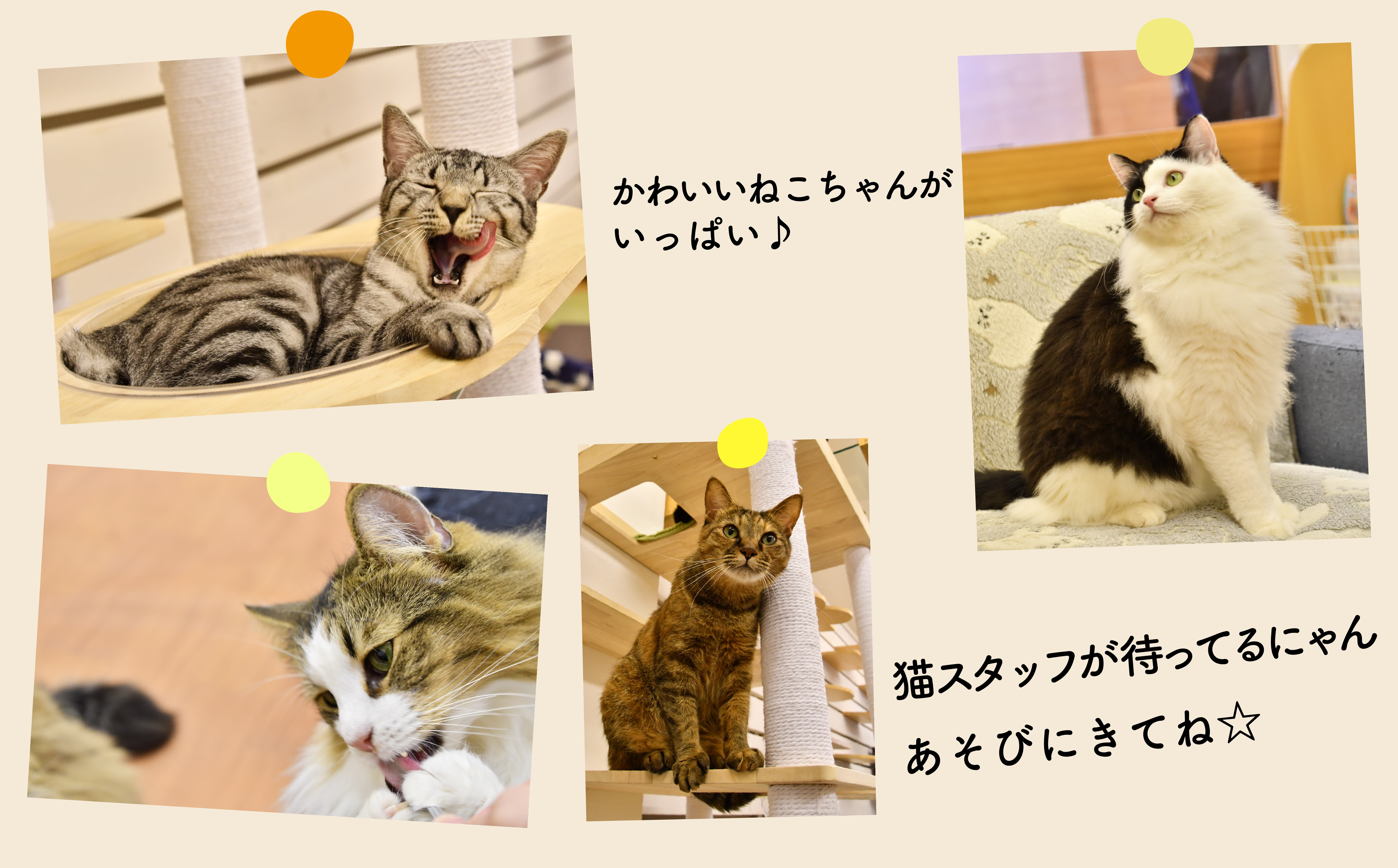 【返礼品なし】 猫 保護 支援 ねこ カフェ いろり ネコ 里親 寄付 ふれあい 動物愛護 募集 静岡県 藤枝市