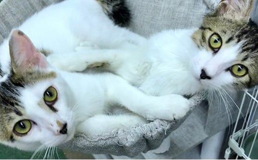 【返礼品なし】 猫 保護 支援 ねこ カフェ いろり ネコ 里親 寄付 ふれあい 動物愛護 募集 静岡県 藤枝市