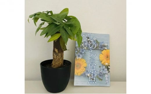 観葉植物鉢植えとamazonベストセラー 著作本「いのちの原点」のセット（読者特典動画視聴サービス付）