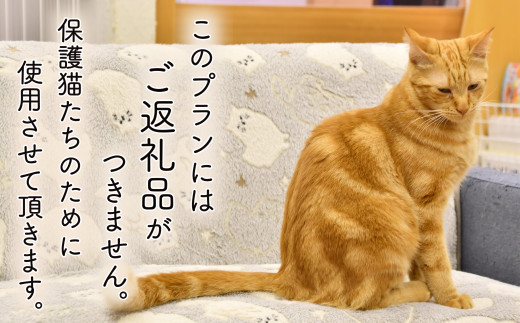 【ご返礼品なし】猫カフェいろり ご支援いただいた分を全力で保護猫たちのために使用させて頂きます。