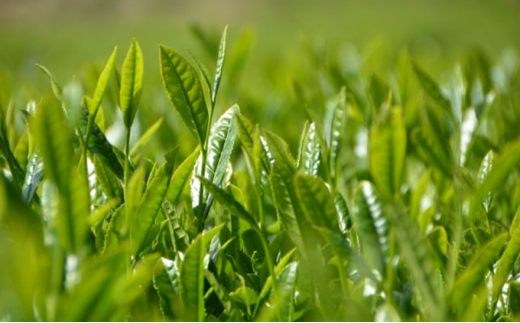 有機煎茶やぶきたみどり 100g×3袋