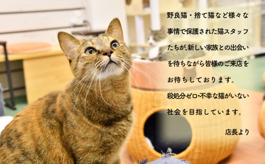 猫カフェいろり　ご利用優待券（1時間分）×3枚セット