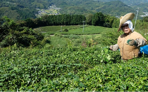 有機煎茶やぶきたみどり 100g×3袋