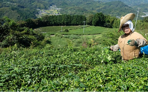 有機和紅茶 100g×3袋